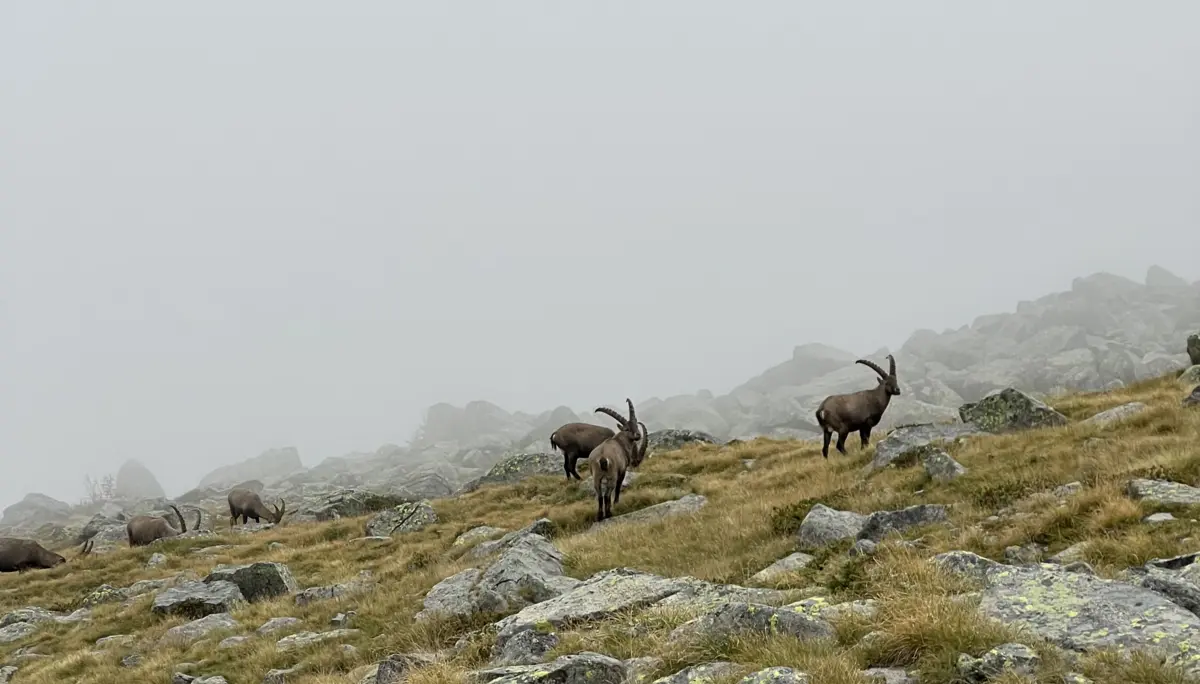 © Verena Pfefferkorn