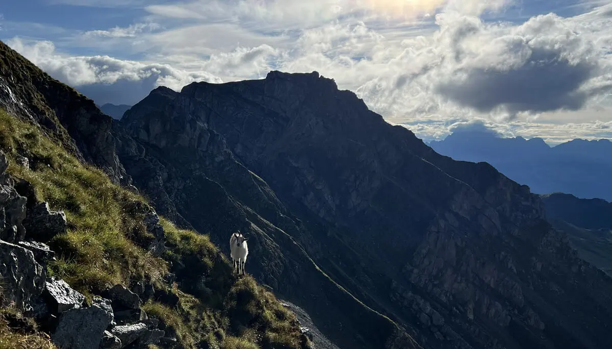 © Verena Pfefferkorn