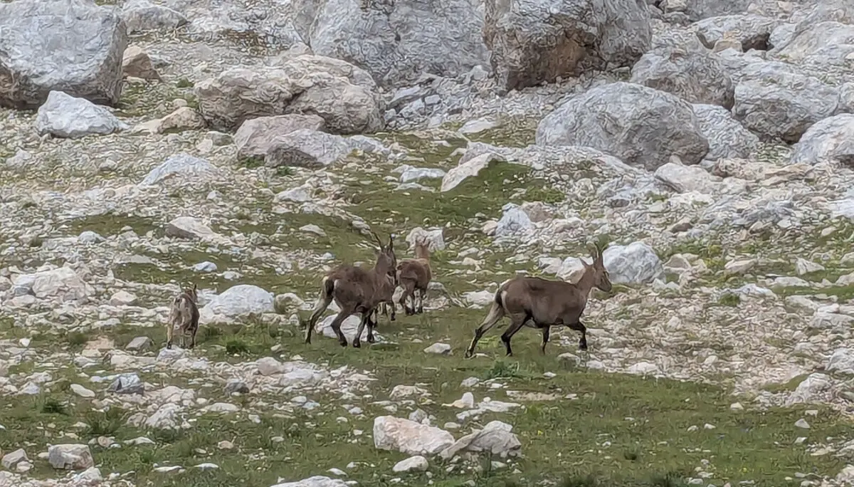 © Verena Pfefferkorn