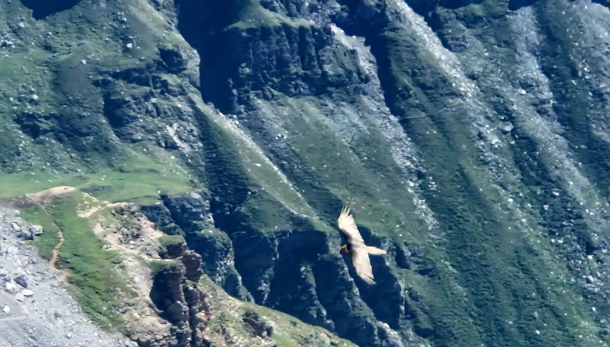 © Franz Hamedinger (AV Schärding)