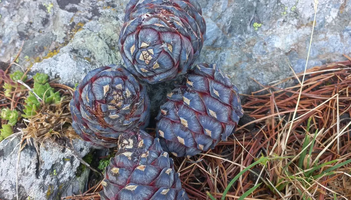 © Franz Hamedinger (AV Schärding)