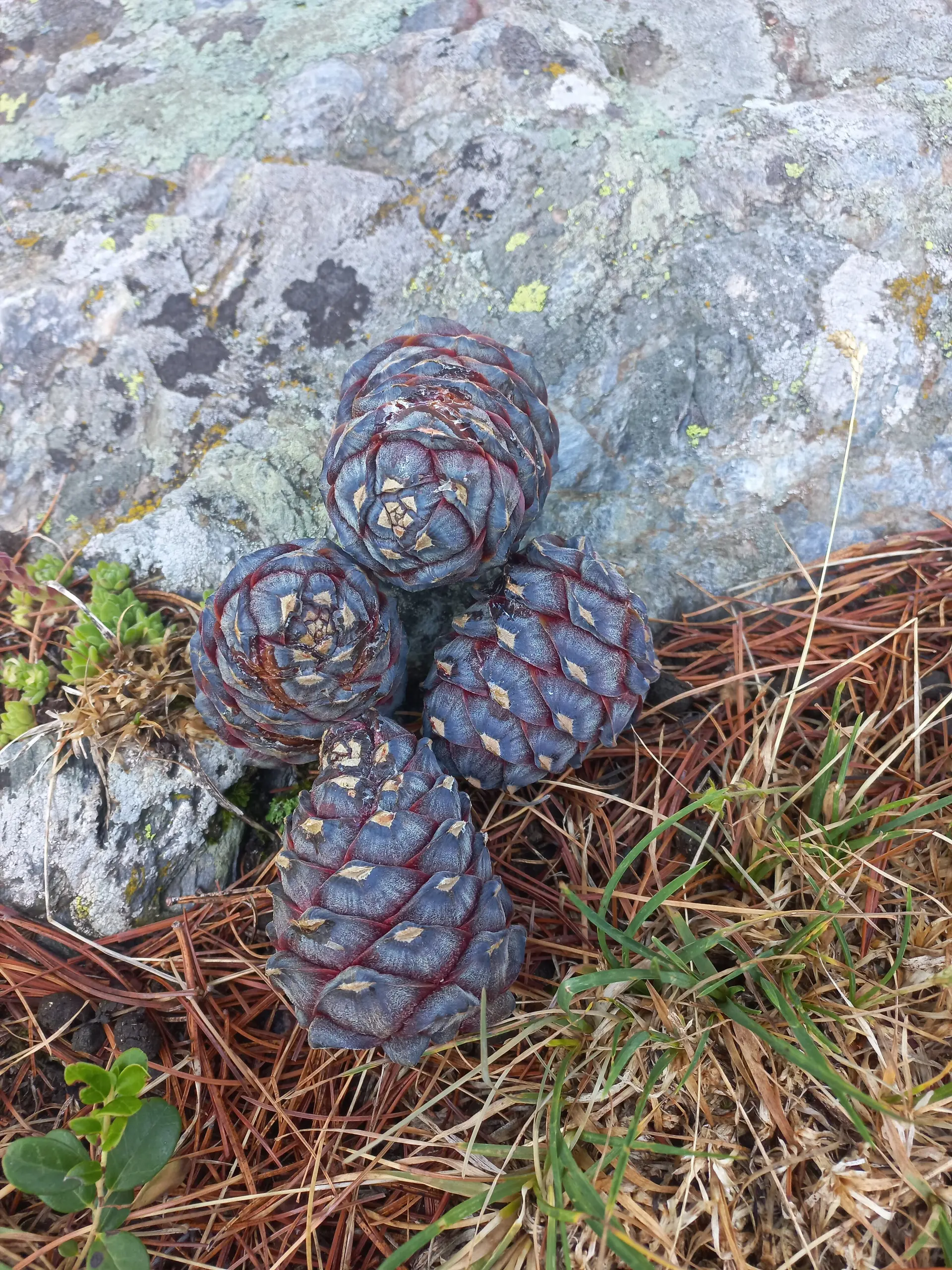 © Franz Hamedinger (AV Schärding)